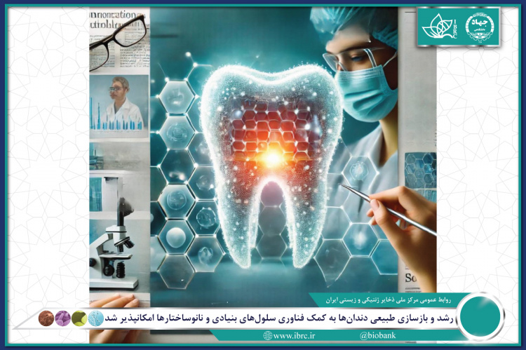 رشد و بازسازی طبیعی دندان‌ها به کمک فناوری سلول‌های بنیادی و نانو‌ساختارها امکانپذیر شد