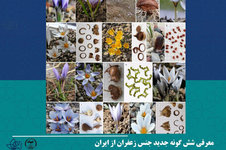 معرفی شش گونه جدید جنس زعفران از ایران