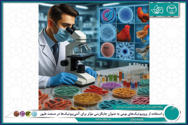 استفاده از پروبیوتیک‌های بومی به عنوان جایگزینی مؤثر برای آنتی‌بیوتیک‌ها در صنعت طیور