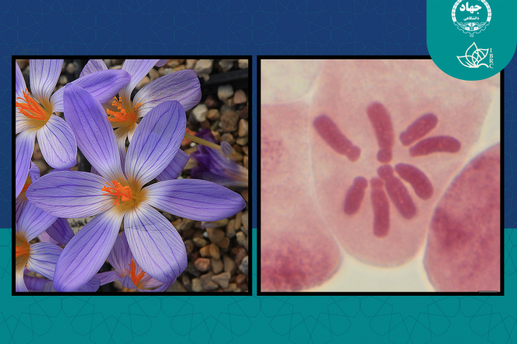 تأیید نقش کلیدی تغییرات کروموزومی در تنوع‌زایی و تکامل زعفران‌های ایران