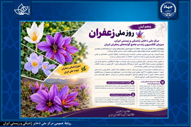 گنجینه زنده زعفران ایران در مرکز ملی ذخایر ژنتیکی و زیستی ایران؛ ۲۲ گونه در یک کلکسیون ملی
