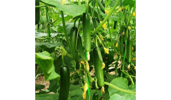 دستیابی محققان ایرانی به دانش فنی تولید بذرهای هیبریدی صیفی‌جات