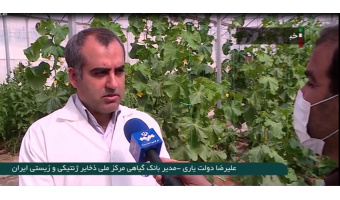 تلاش برای پایان واردات بذر با تولید بذرهای هیبریدی جهاد دانشگاهی