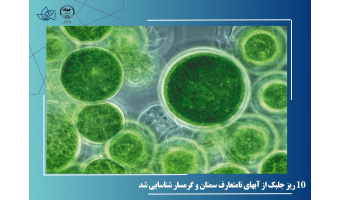 ۱۰ ریز جلبک از آبهای نامتعارف سمنان و گرمسار شناسایی شد