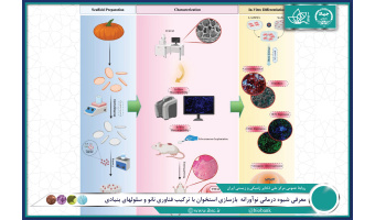 معرفی شیوه درمانی نوآورانه بازسازی استخوان با ترکیب فناوری نانو و سلولهای بنیادی