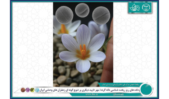 داده های ریز ریخت شناسی دانه گرده/ مهر تایید دیگری بر تنوع گونه ای زعفران‌ های وحشی ایران