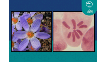 تأیید نقش کلیدی تغییرات کروموزومی در تنوع‌زایی و تکامل زعفران‌های ایران