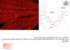 ارزیابی تنوع گیاه درمنه (Artemisia annua L.) مناطق هیرکانی ایران با استفاده از مارکرهای مولکولی، فیتوشیمیایی و مورفولوژیکی