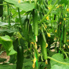 دستیابی محققان ایرانی به دانش فنی تولید بذرهای هیبریدی صیفی‌جات