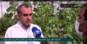 تلاش برای پایان واردات بذر با تولید بذرهای هیبریدی جهاد دانشگاهی