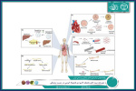 تشریح زمینه های مختلف کاربردی نانومواد کربنی در زیست پزشکی