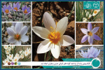 کلکسیونی زنده از بنه همه گونه های ایرانی جنس زعفران ایجاد شد