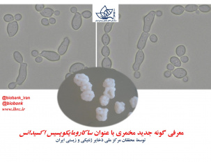 معرفی گونه جدید مخمری با عنوان ساکارومایکوپسیس اکسیدانس