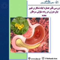 بررسی تأثیر عصاره گیاه شنگار بر تغییر بیان دو ژن در رده سلولی سرطان معده