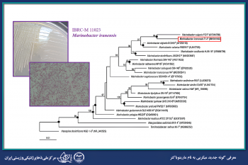 معرفی گونه جدید میکربی از جنس مارینوباکتر توسط مرکز ملی ذخایر ژنتیکی و زیستی ایران