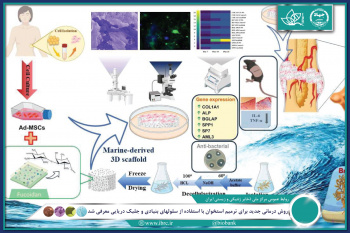 روش درمانی جدید برای ترمیم استخوان با استفاده از سلولهای بنیادی و جلبک دریایی معرفی شد.