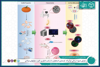 معرفی شیوه درمانی نوآورانه بازسازی استخوان با ترکیب فناوری نانو و سلولهای بنیادی