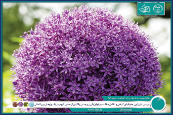 تبارزایی، جغرافیای گیاهی و تکامل صفات مورفولوژیکی زیرجنس والکیان از جنس آلیوم بررسی شد