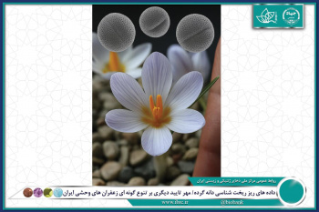 داده های ریز ریخت شناسی دانه گرده/ مهر تایید دیگری بر تنوع گونه ای زعفران های وحشی ایران