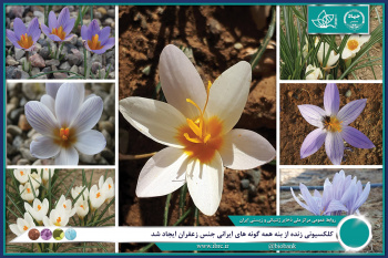کلکسیونی زنده از بنه همه گونه های ایرانی جنس زعفران ایجاد شد